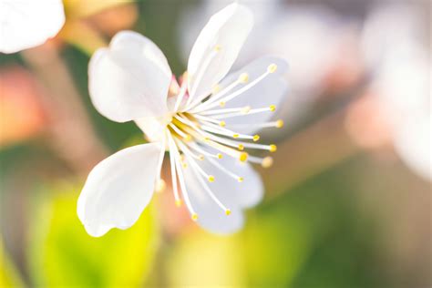 Free stock photo of flower, macro, macro photography