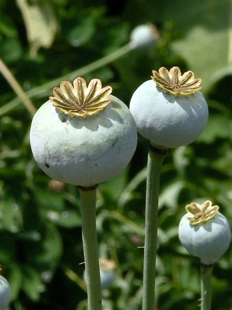 Opium Poppy | www.pixshark.com - Images Galleries With A Bite!