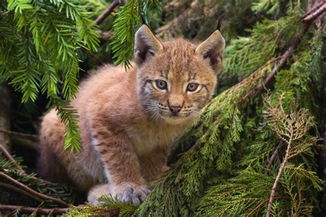 File:Lynx kitten.jpg - Wikipedia