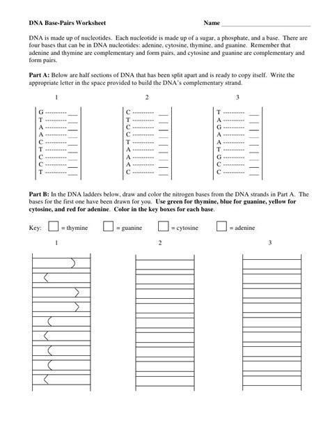 Dna base pairs ws