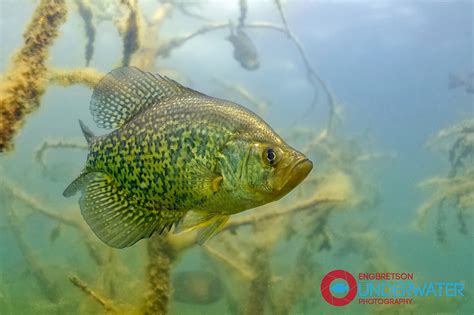 Engbretson Underwater Photography: How To Photograph Timid Fish Underwater