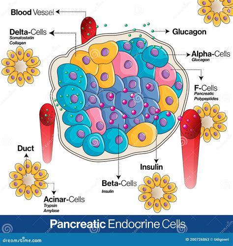 Insulin Pancreas Diagram