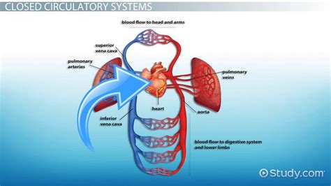 A Closed Circulatory System Is One In Which - slidesharetrick