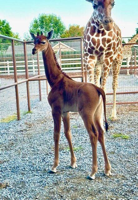 See the Rare Spotless Giraffe Born at a Tennessee Zoo | Smithsonian