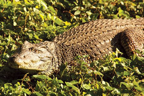 The Light Magazine - Nov-Dec 2020 - The Endangered Cuban Crocodile