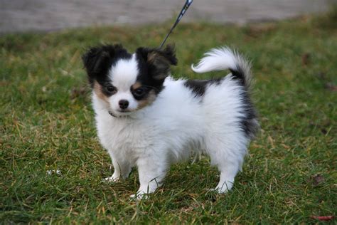 Papillon puppy training tips - Sharda Bakers Dog World