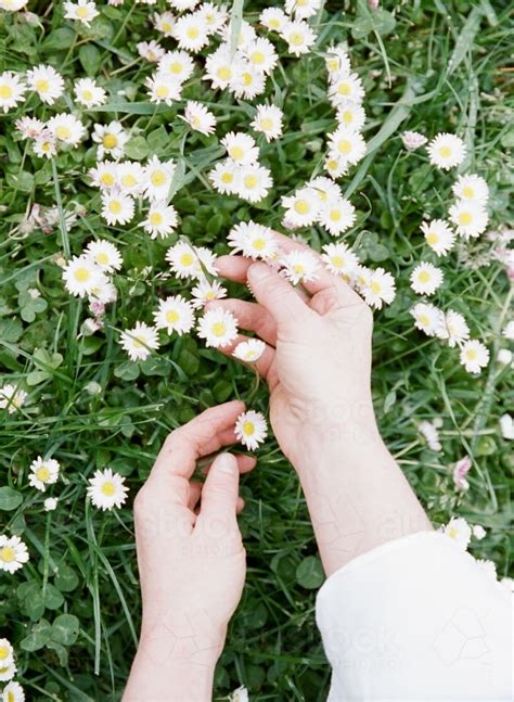 Image of Hands Picking Wild Flowers - Austockphoto