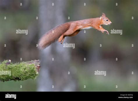 Squirrel Jumping Stock Photos & Squirrel Jumping Stock Images - Alamy