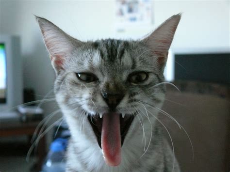 File:Cat tongue teeth yawn.jpg - Wikimedia Commons