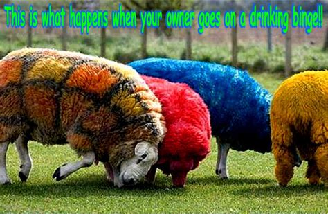 Sheep funny - Animal Humor Photo (20257241) - Fanpop