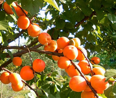 Apricot tree - growing, caring for and harvesting juicy apricots