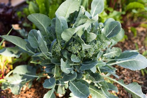 Broccoli Flower Bloom