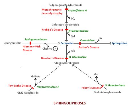 Medicine Unleashed!!!: SPHINGOLIPIDOSES