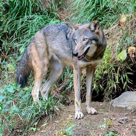 Red Wolf - Endangered Species - Endangered Wonders