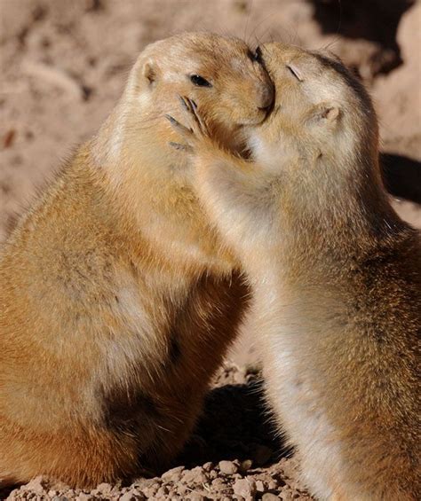 7 best 45 Irresistibly Cute Photos Of Animals Hugging images on ...