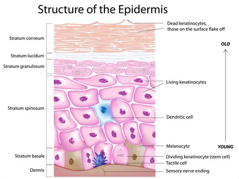 epidermal skin cells | About Dermatology