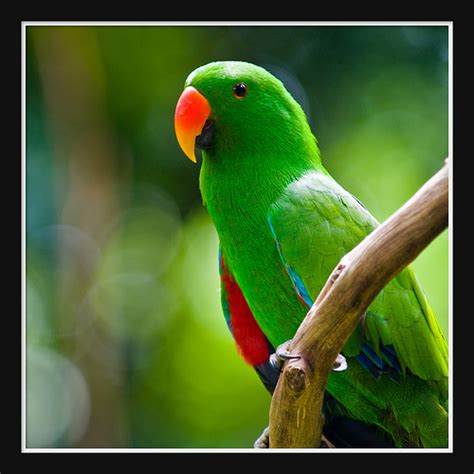 beautiful green parrots wallpapers - Wallpapers Free