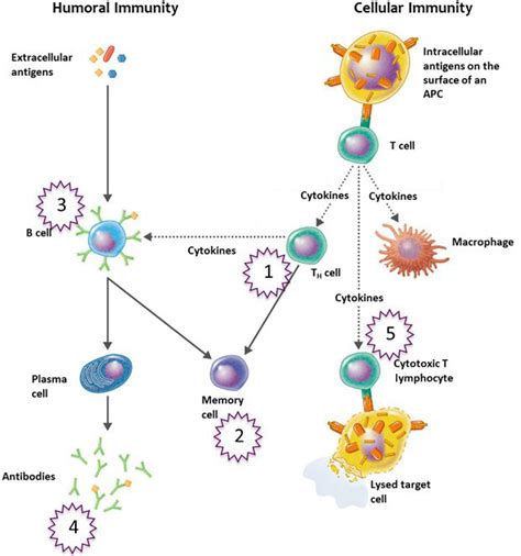 Humoral Immunity