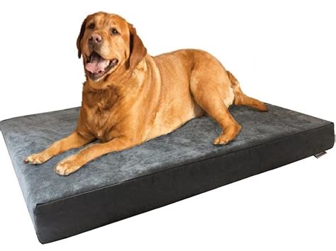 Top 10 Best Orthopedic Dog Beds Reviews in 2021