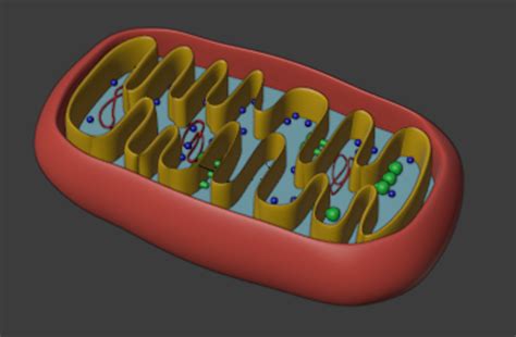 Mitochondria Animal Cell 3D Model - TurboSquid 1638982