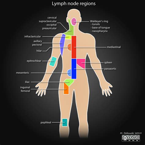 Lymph nodes location - devillader