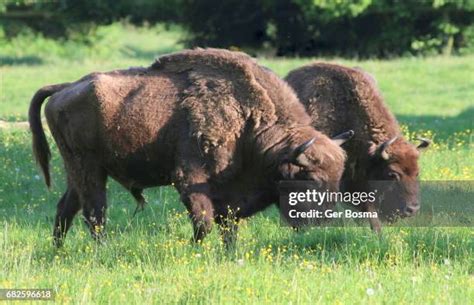 3,078 Bison Grazing Stock Photos, High-Res Pictures, and Images - Getty ...