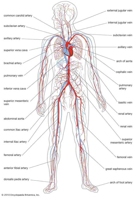 Cardiovascular System Drawing at PaintingValley.com | Explore ...