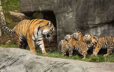 Adorable tiger cubs meet their dad for the 1st time - ABC News