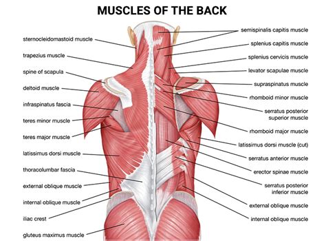 How to Treat a Pulled Back Muscle in 8 Steps - NJ's Top Orthopedic ...