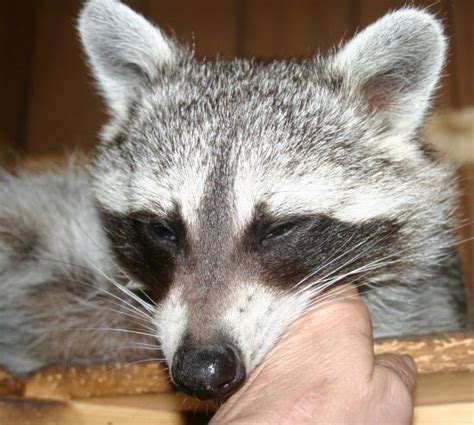 Treat ideas for raccoon training Baby Raccoon, Raccoon Funny, What Do ...