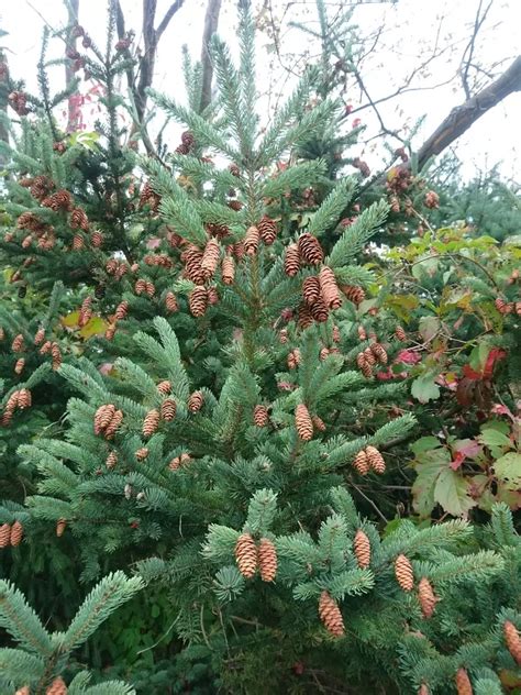 Picea glauca - Common Bonsai,Conifer - White Spruce