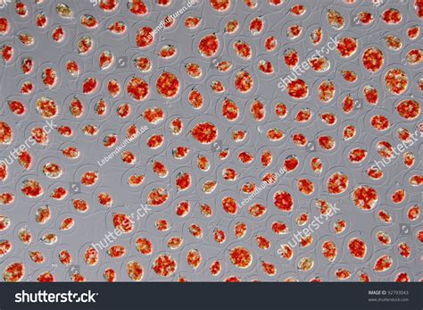 Haematococcus Pluvialis Stock Photo (Edit Now) 92793043