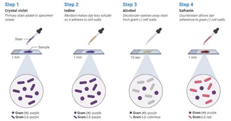 Gram Staining- Principle, Reagents, Procedure, Steps, Results