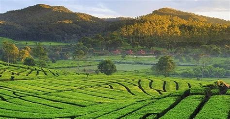 Wisata di Bandung, Asyiknya Jelajahi Perkebunan Teh Rancabali yang ...