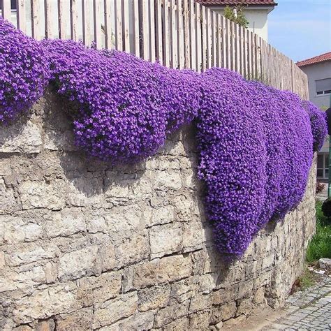 Creeping Thyme - Purple Creeping Seeds (Thymus Serpyllum) | Piante ...