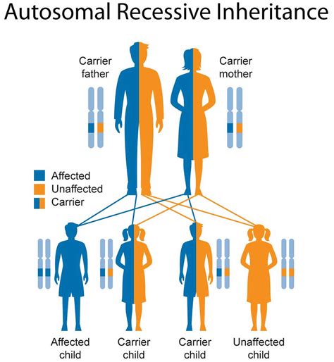 Leukodystrophy symptoms, types, prognosis and leukodystrophy treatment