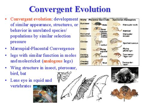 Convergent Evolution