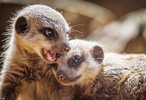 Newborn meerkats shown at Chester zoo for the first time | Daily Mail ...