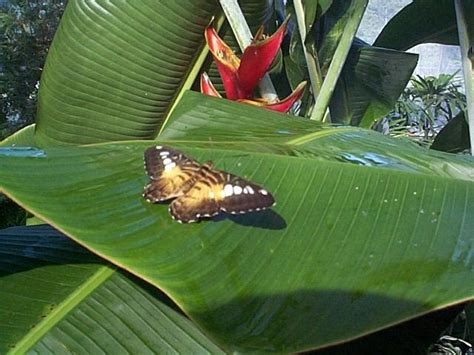 Niagara Parks Butterfly Conservatory Pictures