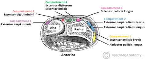 Dorsal wrist compartments - genuinekery