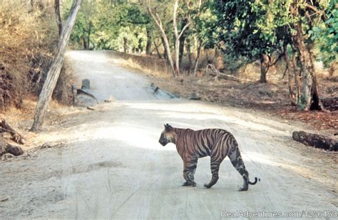 Sariska National Park | Alwar, India Wildlife & Safari Tours ...