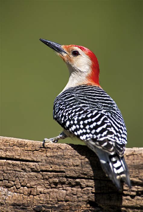 Male Red-bellied Woodpecker 4 Photograph by Gerald Marella