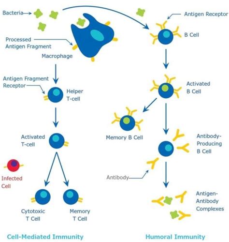 Humoral immunity - Definition and Examples - Biology Online Dictionary