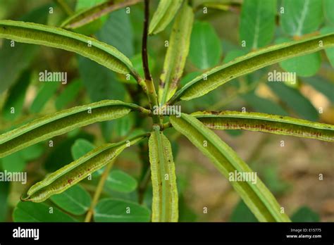 Senna alata fruit or seeds Stock Photo - Alamy