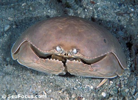 Crabs – image gallery | marine species information | land crabs ...