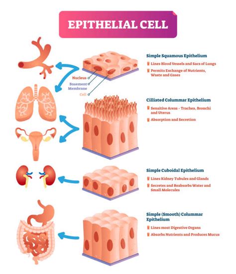 Transitional Epithelial Tissue Diagram