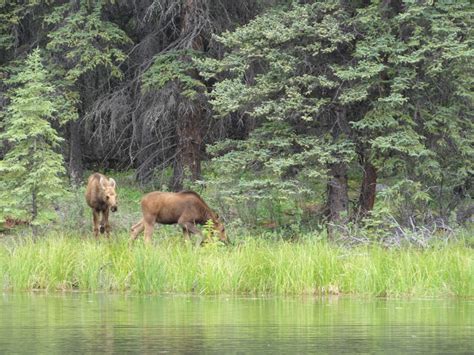 Wildlife of Denali National Park, Part 1 – Wildlife Leadership Academy