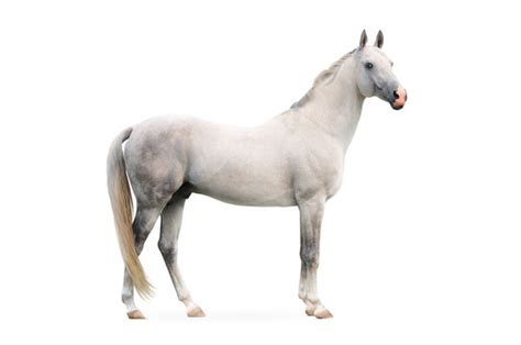 Horse White Background : Horse Png Clipart White Horse Transparent ...