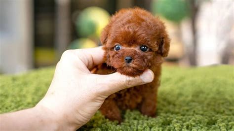 10 Dog Breeds That Have The Cutest Puppies - YouTube