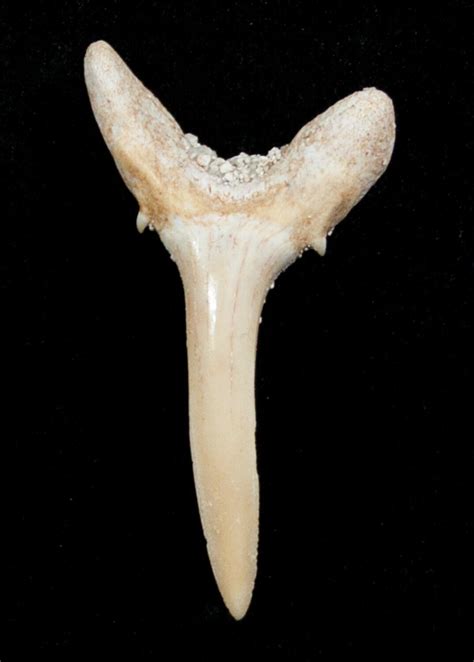 Carcharias (Extinct Sand Tiger) Shark Tooth - Eocene (#3426) For Sale ...